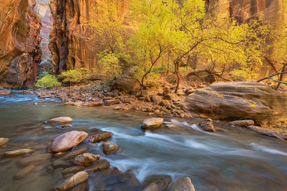 Fall color in Zion Canyon The Narrows-Zion National Park-Utah art print by Alan Majchrowicz for $57.95 CAD